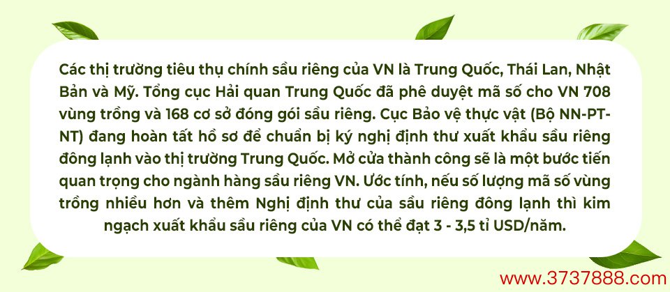 Sầu riêng Việt Nam bất ngờ "soán ngôi" Thái Lan- Ảnh 16.